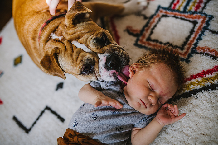 An english bulldog licks the cheek of a newborn on laying on a patterned rug