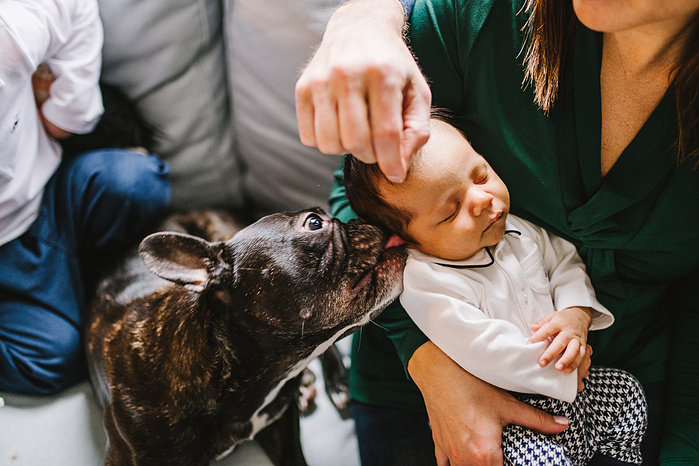 A french bulldog licks the ear of a newborn being held by his mother