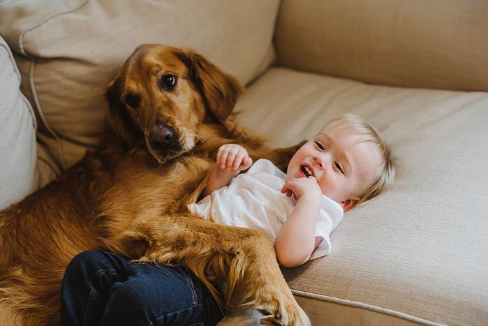 A golden retriever cuddles with a blonde toddler on a beige couch, his paw slung over the child's body