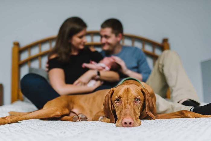 A light brown vizsla lays on the end of a bed and looks at the camera while parents cradle a newborn baby in the background