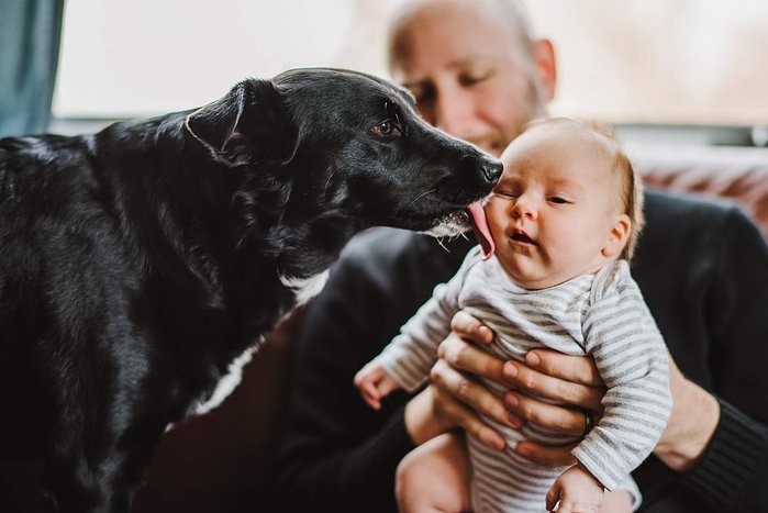 A medium black dog licks the cheek of a baby being held by his father in the background