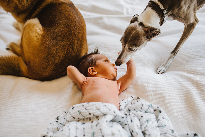A newborn is sniffed by a whippet dog while laying on a bed with a white blanket