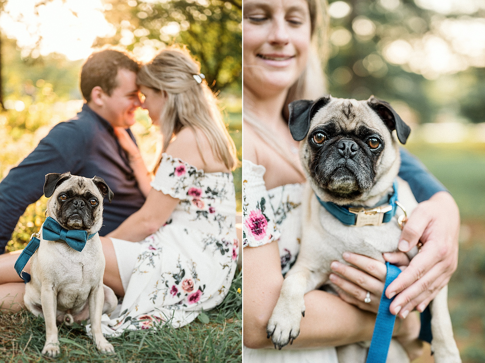 two photos of a pug in a blue bowtie during his parents arnold arboretum engagement session by boston photographer korri leigh crowley