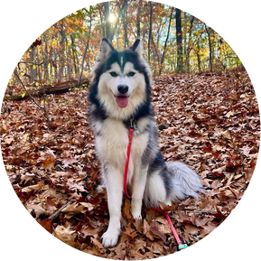 A husky dog sits and looks at the camera in fallen autumn leaves