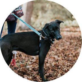 A black hound dog looks at the camera while standing in autumn leaves