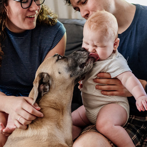 A large dog gives a chubby baby a gentle lick