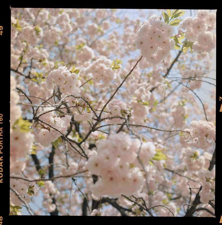 Three in light pink blossom against light blye sky
