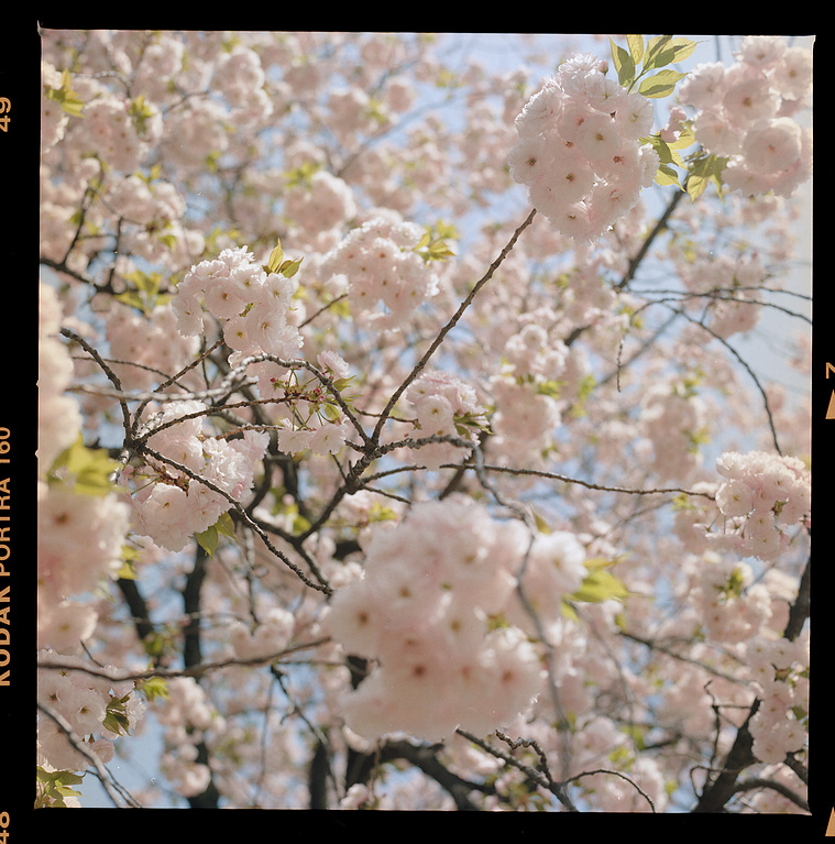 Three in light pink blossom against light blye sky