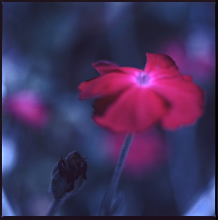 ta last pink flower