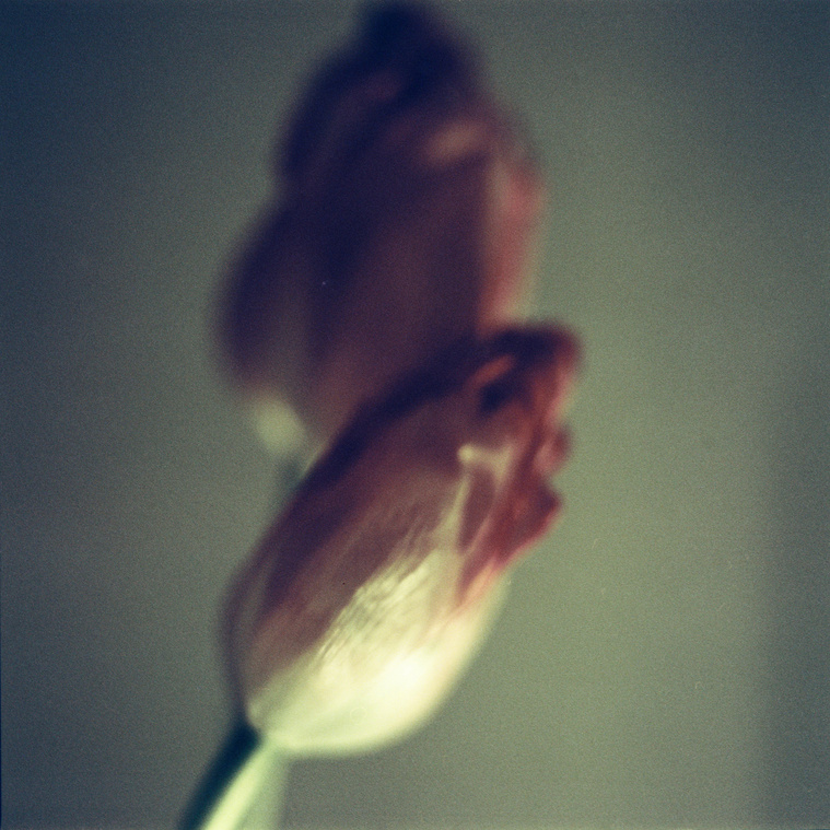 withering tulips