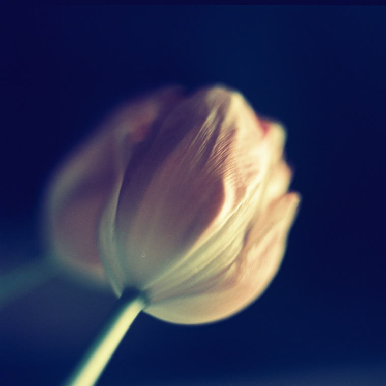 delicate pink tulip at the end of life