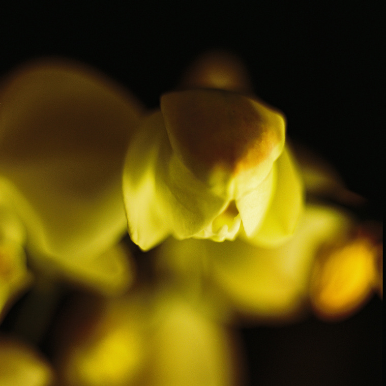 fading yellow flowers 