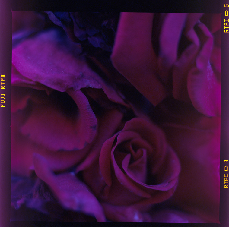 fading roses in purple and blue