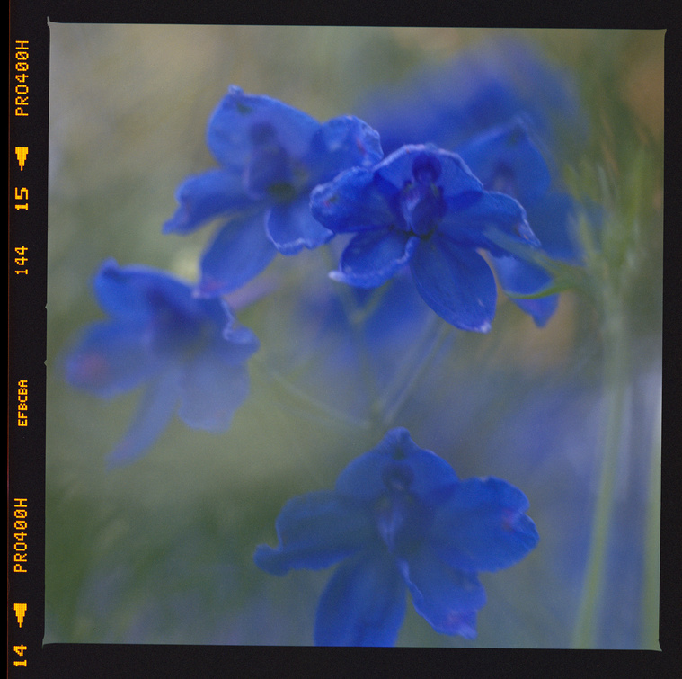 strong blue flower 