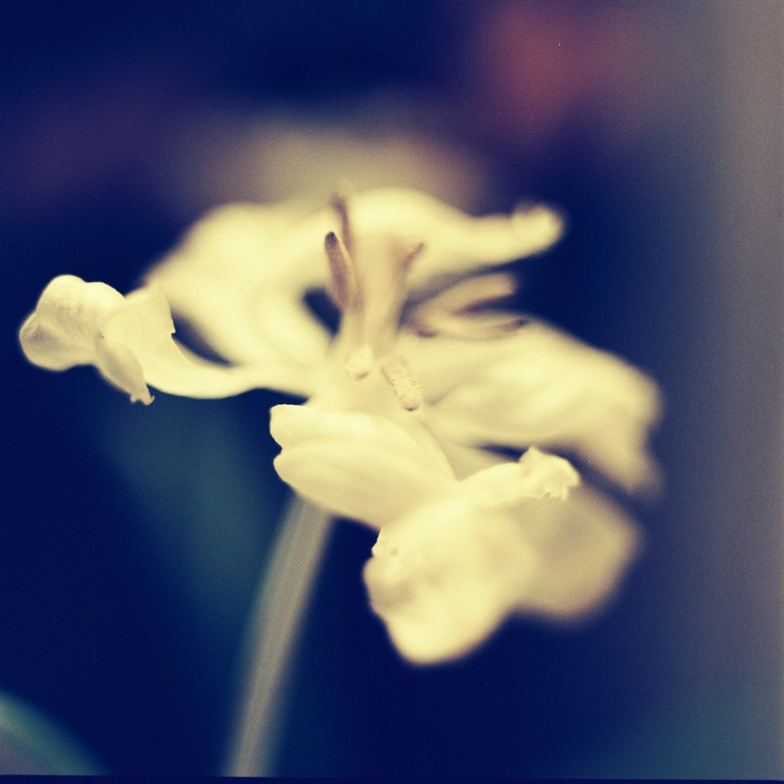 dramatic and blured white flower on dark background