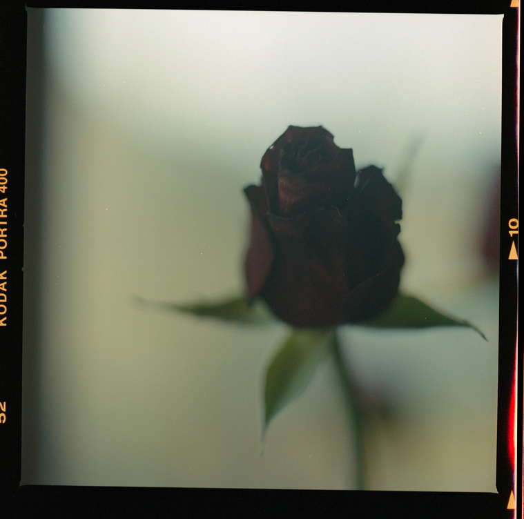 red rose turning black at the end of the journey