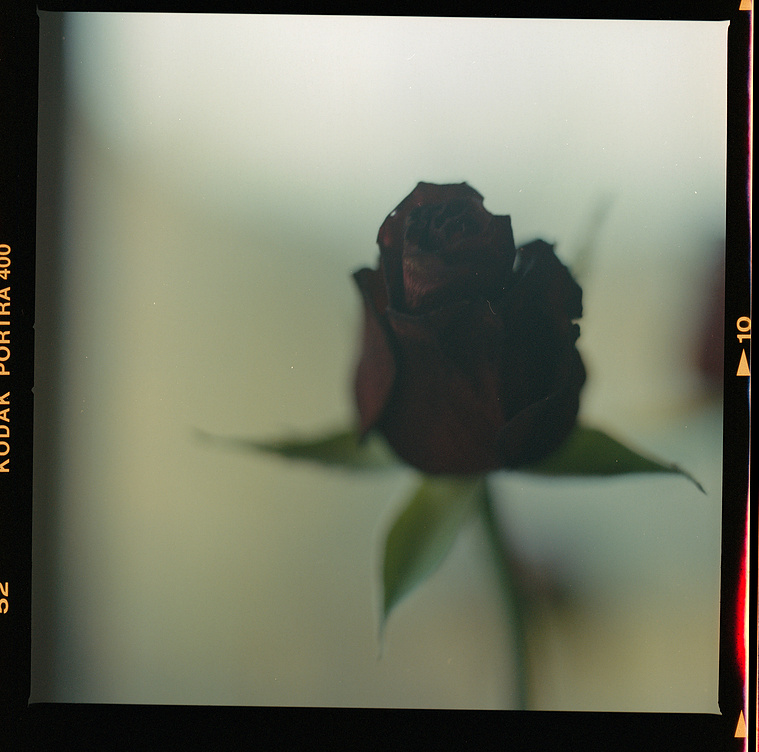 red rose turning black at the end of the journey
