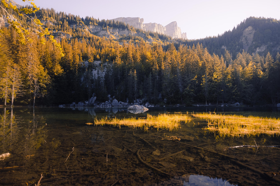 Foret d'arbre jaunes autour d'un lac style canadien