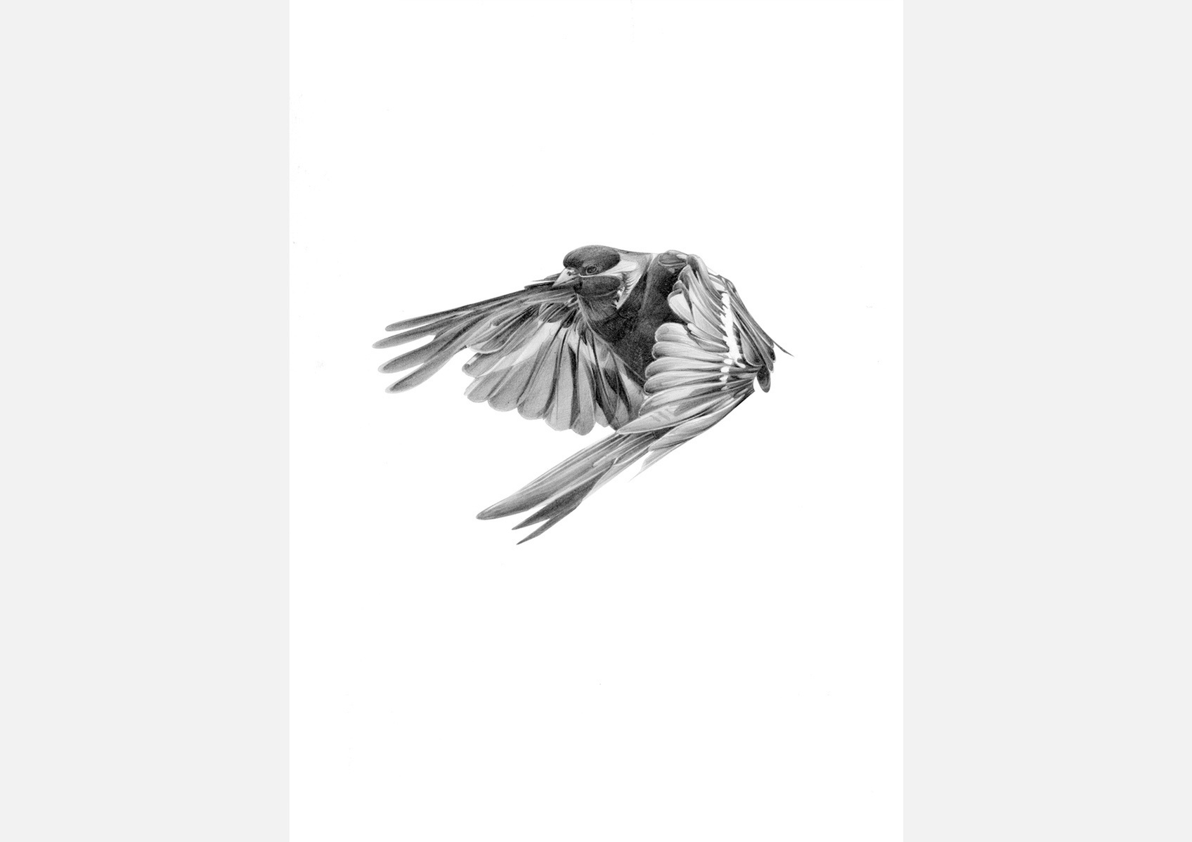 Selection of work from the ongoing 'Flight Series' by HelloVon. www.hellovon.com Leading sports and portrait illustrator . Illustration, contemporary, modern, motion, birds, lion, flight, bird dynamic, beautiful drawing