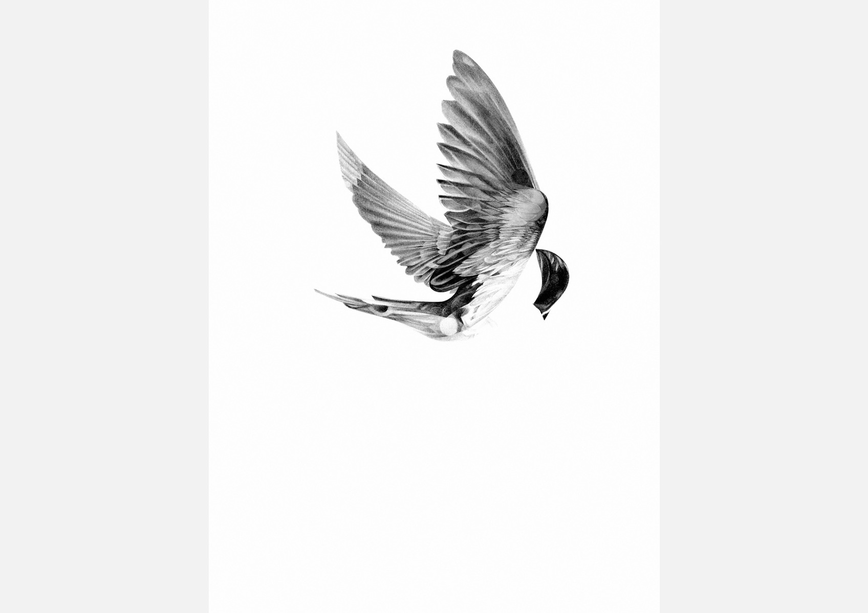 Selection of work from the ongoing 'Flight Series' by HelloVon. www.hellovon.com Leading sports and portrait illustrator . Illustration, contemporary, modern, motion, birds, lion, flight, bird dynamic, beautiful drawing