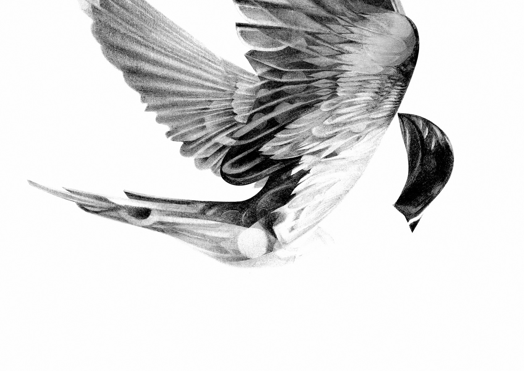 Selection of work from the ongoing 'Flight Series' by HelloVon. www.hellovon.com Leading sports and portrait illustrator . Illustration, contemporary, modern, motion, birds, lion, flight, bird dynamic, beautiful drawing
