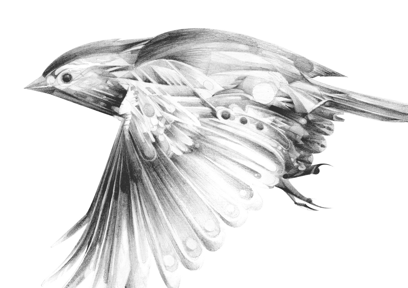 Selection of work from the ongoing 'Flight Series' by HelloVon. www.hellovon.com Leading sports and portrait illustrator . Illustration, contemporary, modern, motion, birds, lion, flight, bird dynamic, beautiful drawing