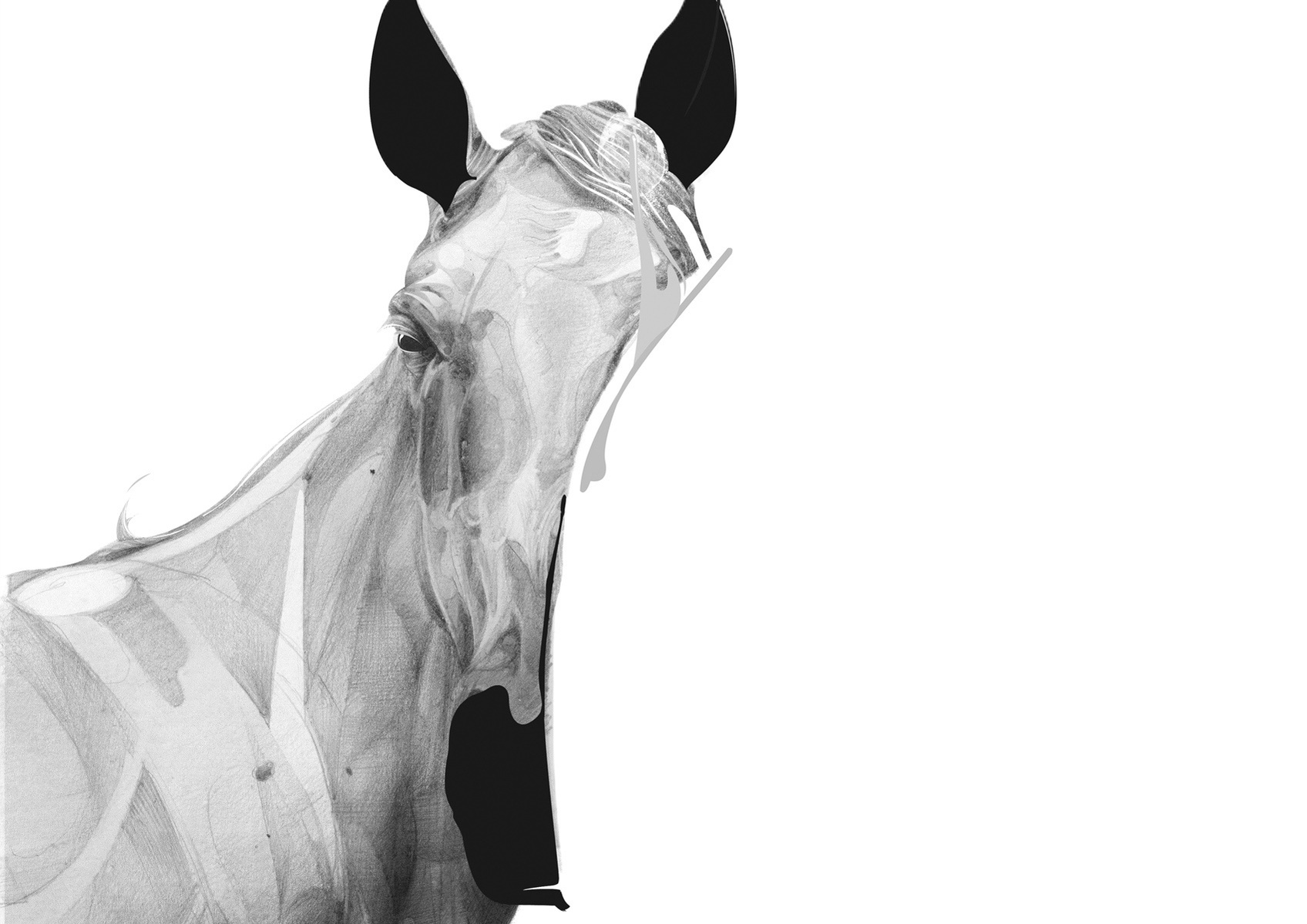 Selection of work from the ongoing 'Animal Series' by HelloVon. www.hellovon.com Leading sports and portrait illustrator . Illustration, contemporary, modern, motion, animals, lion, zebra, bird dynamic, beautiful drawing