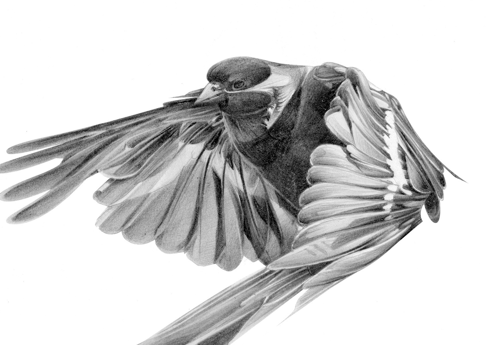 Selection of work from the ongoing 'Flight Series' by HelloVon. www.hellovon.com Leading sports and portrait illustrator . Illustration, contemporary, modern, motion, birds, lion, flight, bird dynamic, beautiful drawing