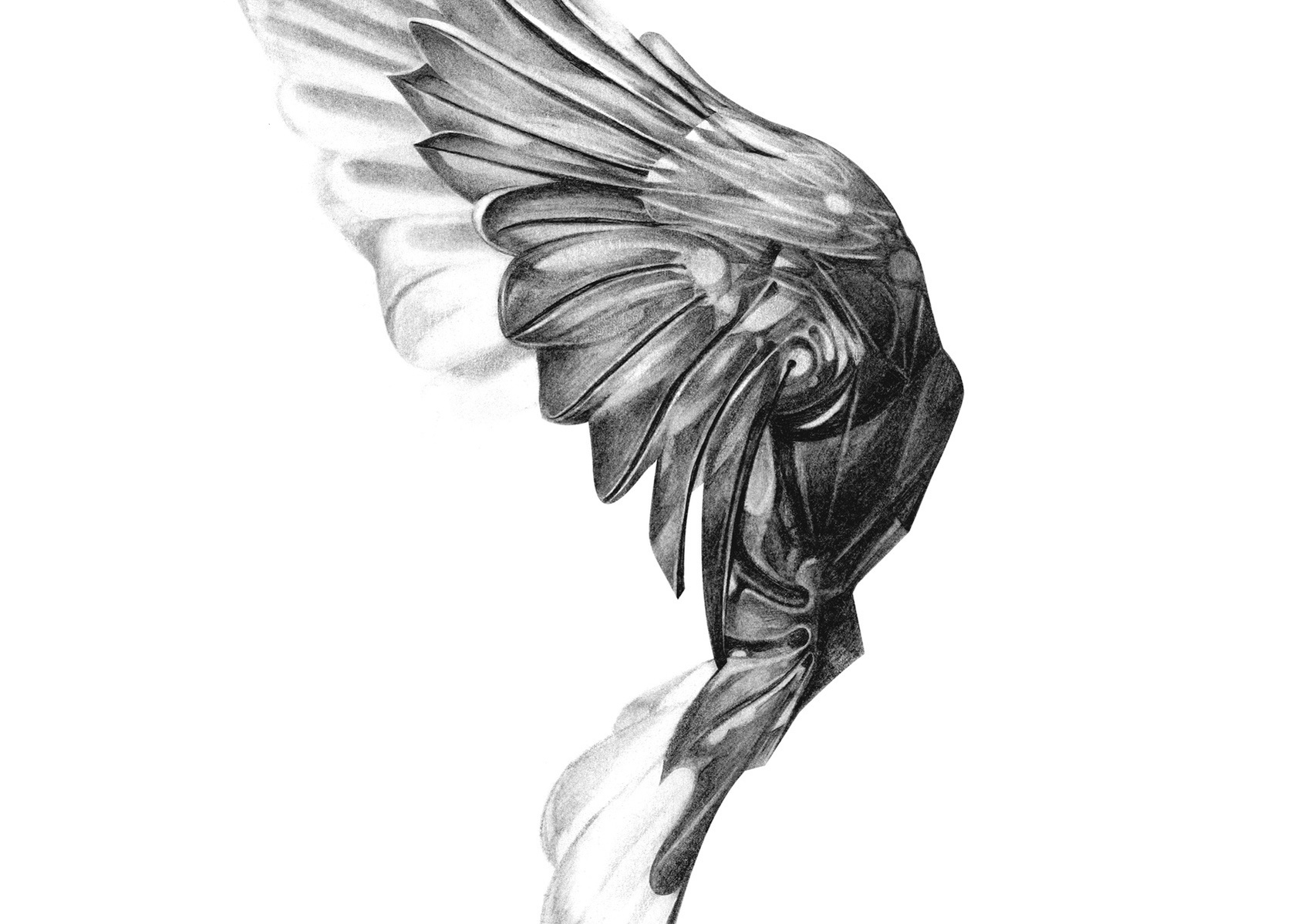 Selection of work from the ongoing 'Flight Series' by HelloVon. www.hellovon.com Leading sports and portrait illustrator . Illustration, contemporary, modern, motion, birds, lion, flight, bird dynamic, beautiful drawing