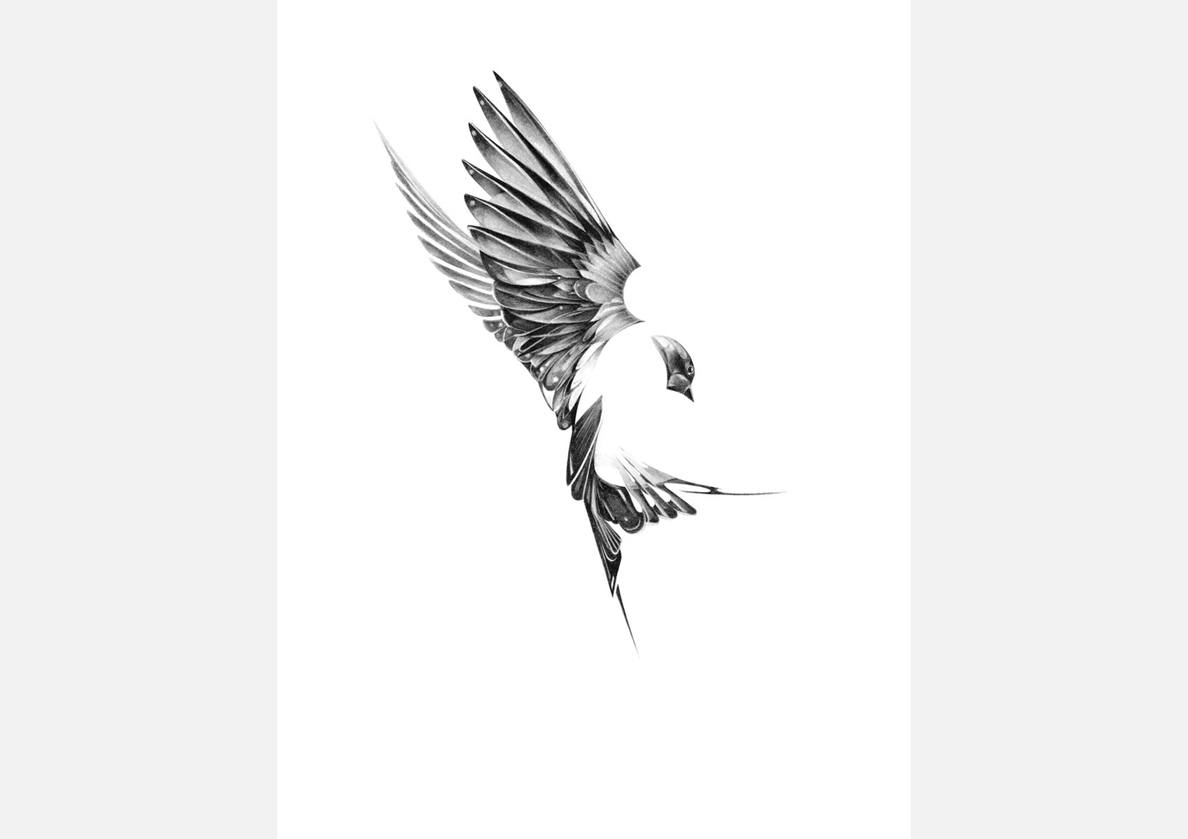 Selection of work from the ongoing 'Flight Series' by HelloVon. www.hellovon.com Leading sports and portrait illustrator . Illustration, contemporary, modern, motion, birds, lion, flight, bird dynamic, beautiful drawing