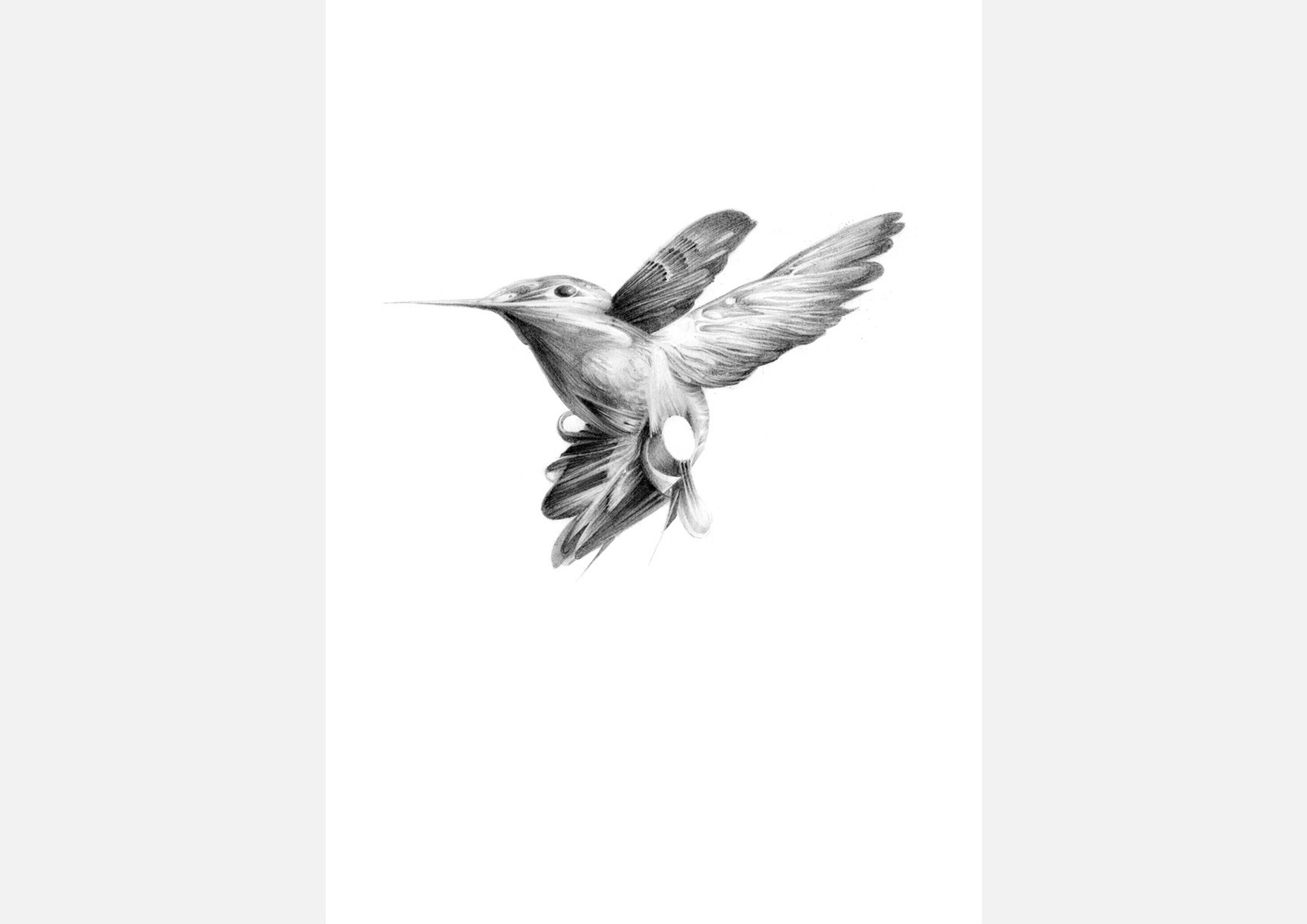 Selection of work from the ongoing 'Flight Series' by HelloVon. www.hellovon.com Leading sports and portrait illustrator . Illustration, contemporary, modern, motion, birds, lion, flight, bird dynamic, beautiful drawing