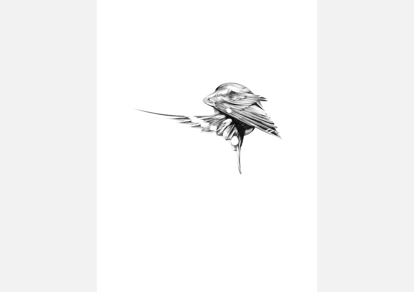 Selection of work from the ongoing 'Flight Series' by HelloVon. www.hellovon.com Leading sports and portrait illustrator . Illustration, contemporary, modern, motion, birds, lion, flight, bird dynamic, beautiful drawing