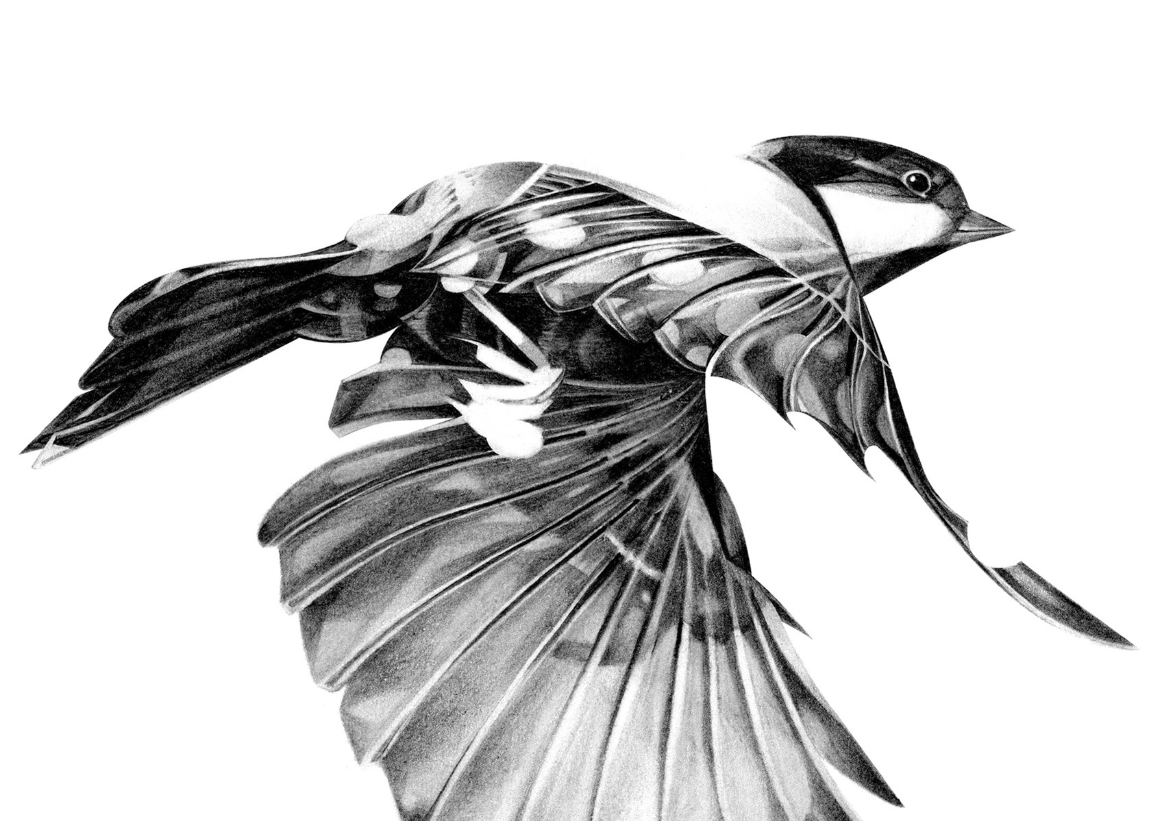 Selection of work from the ongoing 'Flight Series' by HelloVon. www.hellovon.com Leading sports and portrait illustrator . Illustration, contemporary, modern, motion, birds, lion, flight, bird dynamic, beautiful drawing