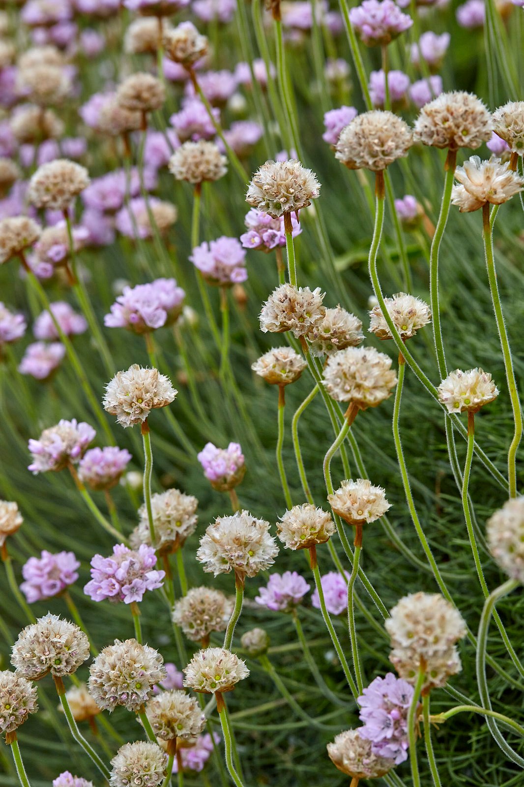 Sea Thrift Cornish Plant stock photo from Cornish Pixels.