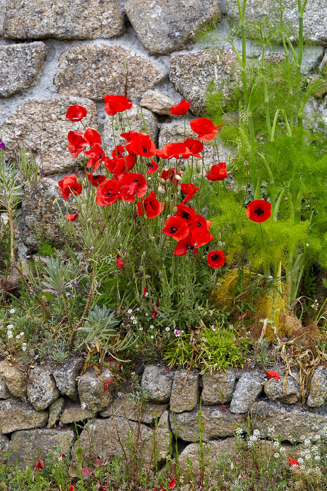 Red Poppies Cornish Plant stock photo from the Cornwall Stock Photo Library Cornish Pixels.