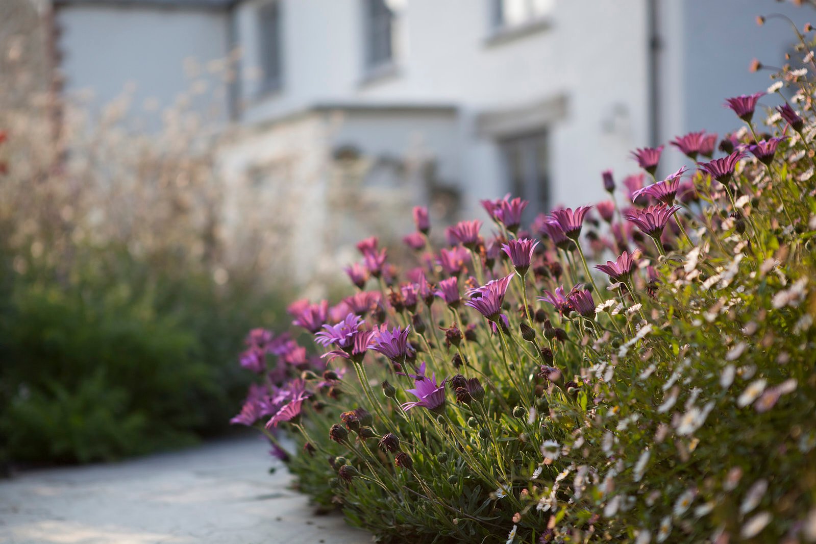 Osteospermum Cornish Plant stock photo from Cornish Pixels.