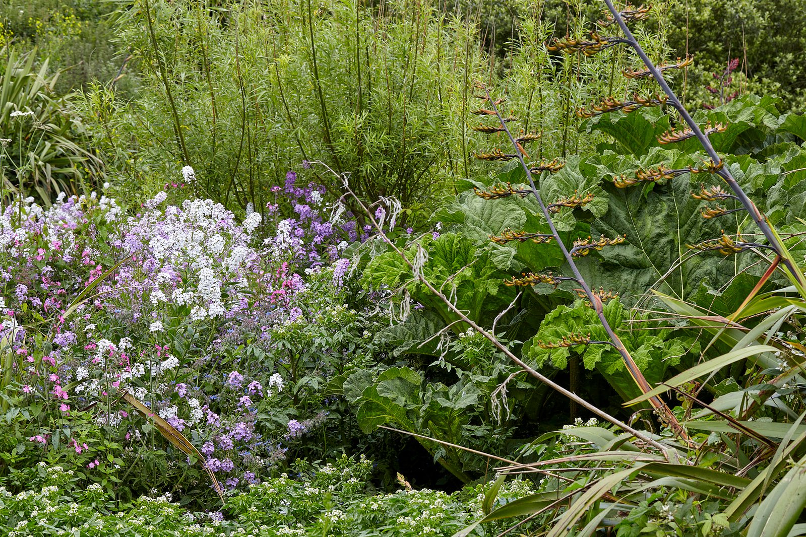 Gunnera Stock Photo from Cornish Pixels