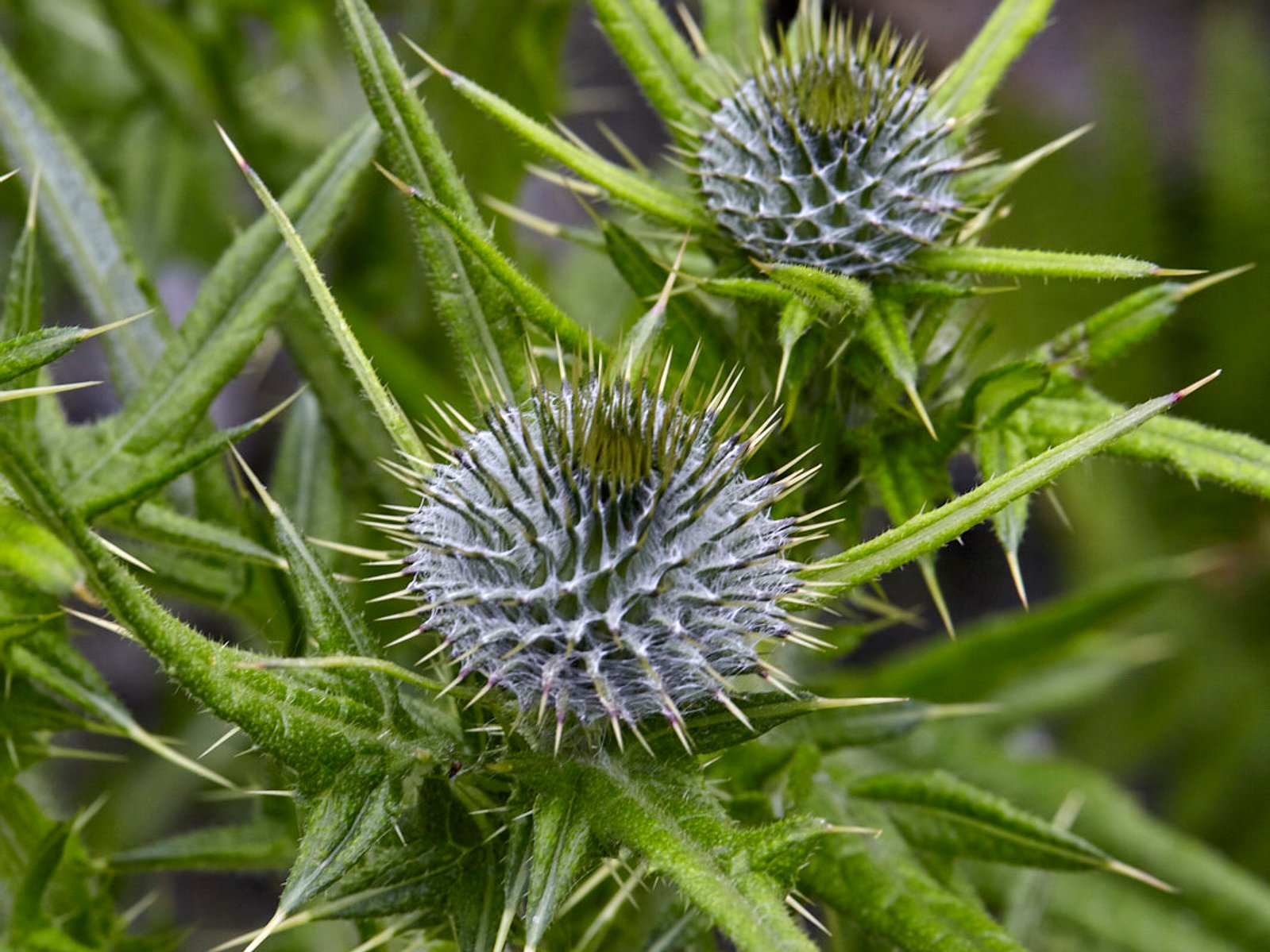 Cornish Plants - Cornish Pixels the Cornwall Stock Photo Library