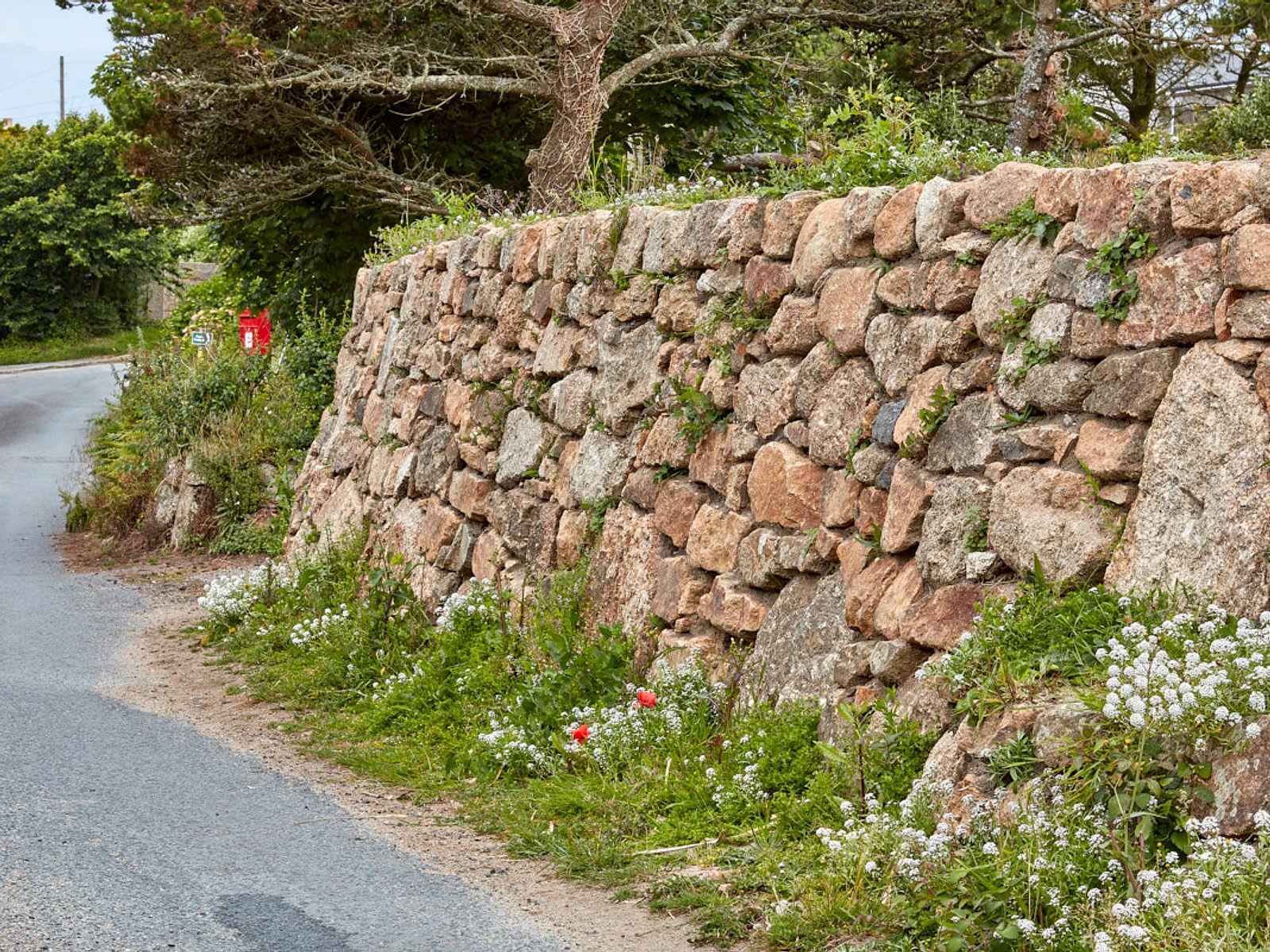 Cornish Plants - Cornish Pixels the Cornwall Stock Photo Library