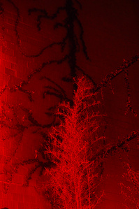 A tree in an interior space completely lighted in red intense light.