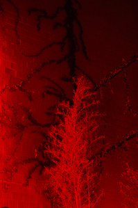 A tree in an interior space completely lighted in red intense light.