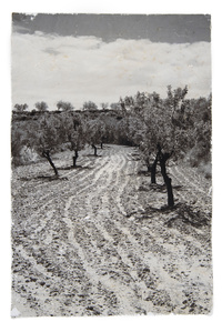 Piece of Land from La Rioja, Spain, were the wine is made. In the background, some olives trees