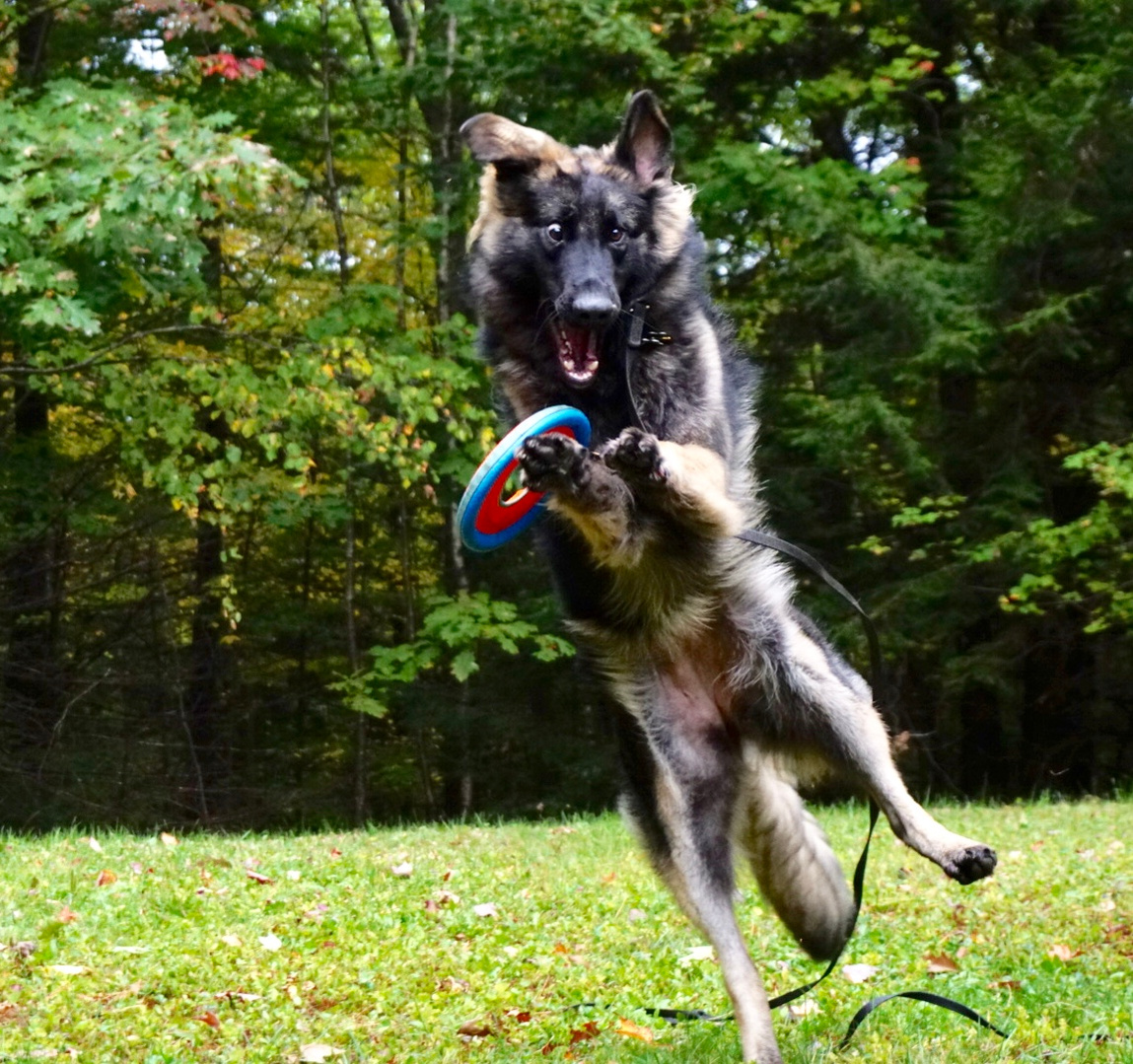Frisbee fun outside with your dog. Dog activities to do in the autumn. Play in the leaves and foliage