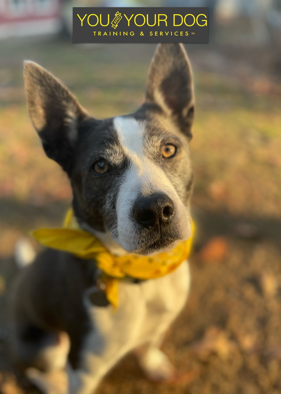 You and Your Dog graduate with yellow bandana. Seymour is a rescue dog who may be a mix of border collie and Boston terrier.