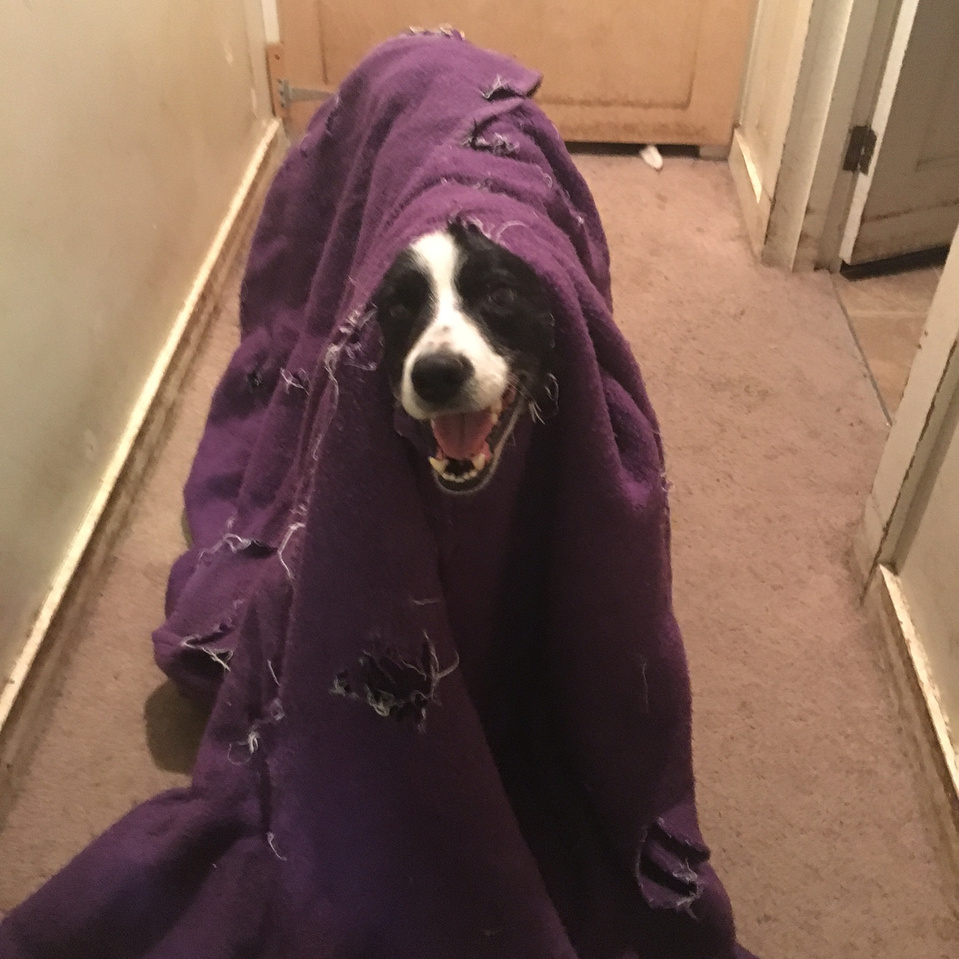 Destructive behavior includes barking, chewing, digging, biting, jumping. Dogs get into trouble when they are bored; exercise, dog training, energy outlets can help your dog.