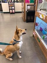 Building dog training and communication means practicing and generalizing in new environments like Petco Petsmart Home Depot Lowes Tractor and Supply