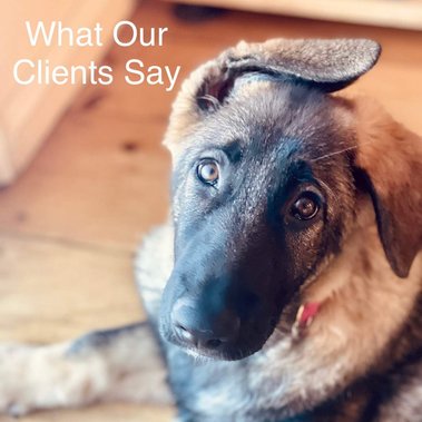 German Shepherd puppy who used You and Your Dog Training & Services. Here are what customers are saying about our dog training services in their testimonials, experiences, and reviews.