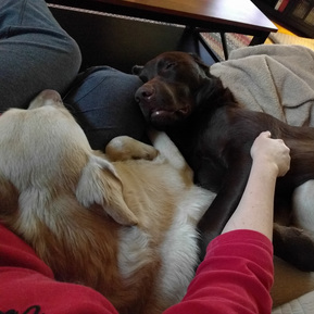 Chocolate lab and lab mix cuddling on the couch. Multi dog household living peacefully.