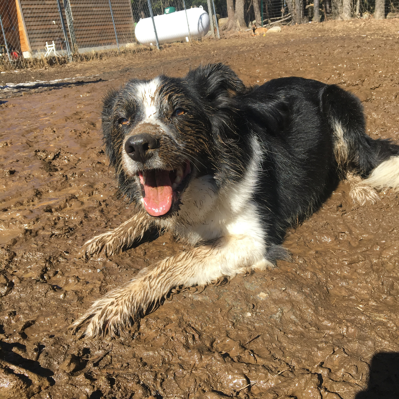 Border collie dog playing in the mud