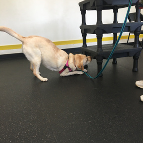 Labrador retriever having fun doing nose work activities.